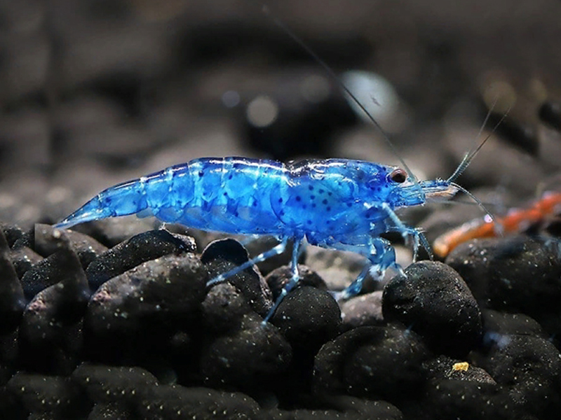 BLUE DREAM (NEOCARIDINA)